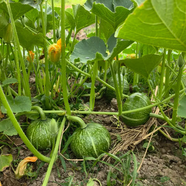 Blue Hubbard Winter Squash Garden Seeds