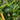 Blue Hubbard Winter Squash Garden Seeds