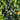 Blue Hubbard Winter Squash Garden Seeds