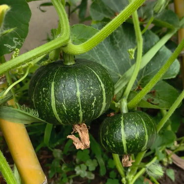 Blue Hubbard Winter Squash Garden Seeds