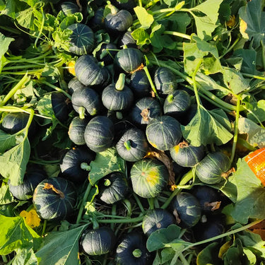 Blue Hubbard Winter Squash Garden Seeds