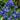 Rare Iris Seeds-Blue Lace