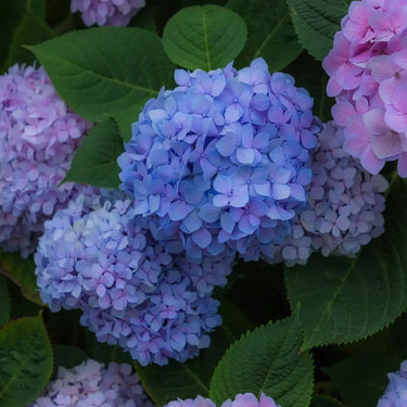 Blue Pink Purple Hydrangea Seeds