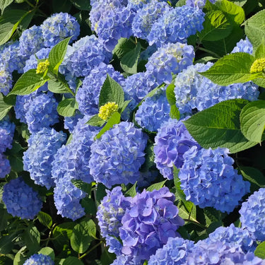 Blue Pink Purple Hydrangea Seeds