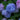 Blue Pink Purple Hydrangea Seeds
