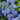 Blue Pink Purple Hydrangea Seeds