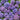 Blue Pink Purple Hydrangea Seeds