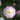 Blush Flower Seeds – Pink and White
