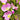 Blush Flower Seeds – Pink and White