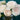 Bolero Rose Seeds Light Pink