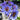 Bonsai Lotus Flower