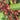 Graines de Distylium à feuilles de buis