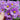 Brachyscome Multifida Lavender Daisy Seeds