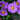 Brachyscome Multifida Lavender Daisy Seeds