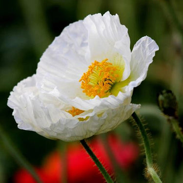 'Bridal Silk' Poppy Seeds