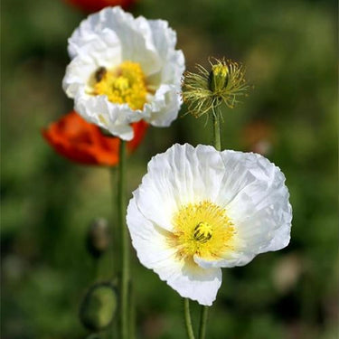 'Bridal Silk' Poppy Seeds