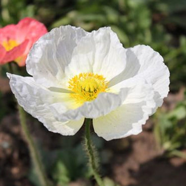 'Bridal Silk' Poppy Seeds