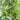 Broad bean pods growing on leafy plants