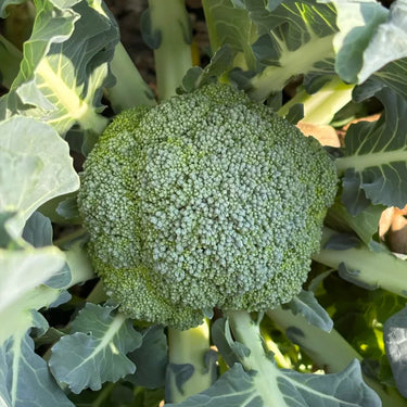 Broccoli, Eastern Magic Hybrid