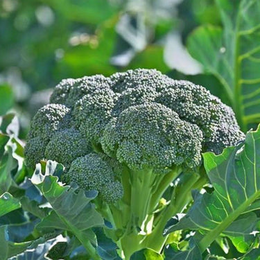 Broccoli, Eastern Magic Hybrid