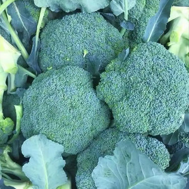 Broccoli Raab, Rapini Organic