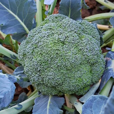 Broccoli Raab, Rapini Organic