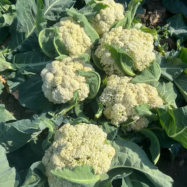 Broccoli Raab, Spring