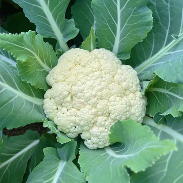 Broccoli Raab, Spring