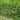 Graines d'herbe aux bisons