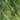 Graines d'herbe aux bisons