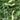 Graines d'herbe aux bisons