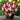 Butterfly Begonia-Red and White