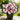 Butterfly Begonia-Spotted-Orange