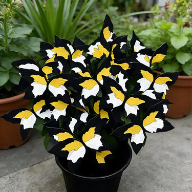 Begonia farfalla-Tre colori - Nero giallo bianco