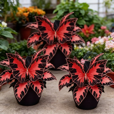 Variegated Butterfly Geranium Seeds-Ember Blossom