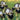 Rare Iris Seeds-Ivory Bloom