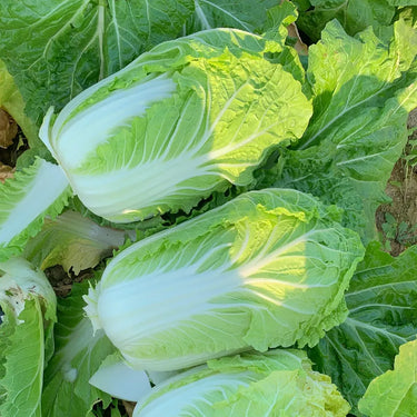 Cabbage Bilko F1 Organic