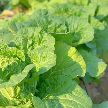 Cabbage Bilko F1 Organic