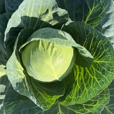 Semi di cavolo