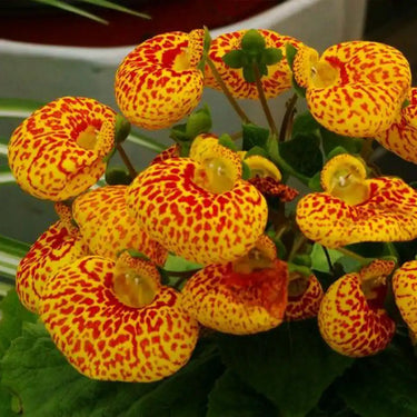 Calceolaria Biflora