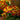 Calceolaria Seeds Dense Small-Flower