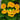 Calceolaria Seeds Giant FullCalceolaria Seeds Gold Crest