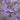 Calceolaria Seeds Light Purple Pure