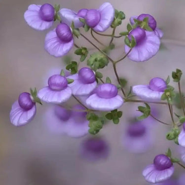 Calceolaria Seeds Light Purple Pure