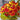 Calceolaria Seeds Orange-Red Bicolor