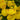 Calceolaria Seeds Yellow Pure