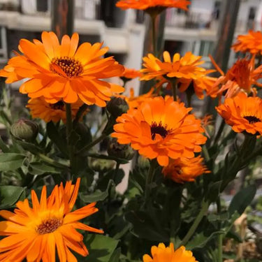 Calendula Seeds - Geisha Girl