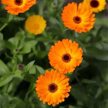 Calendula Seeds - Geisha Girl