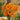 Calendula Seeds - Geisha Girl