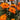 Calendula Seeds - Geisha Girl